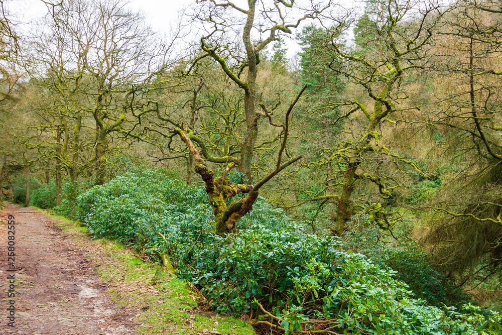 A view of a forest path trail with naked tree and green vegetation under a white cloudy sky A view of a forest path trail with naked tree and green vegetation under a white cloudy sky