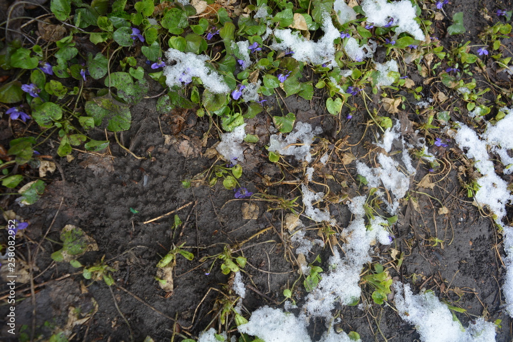 Street flowers, flower bushes, perennial plants with green bright leaves after winter with melting snow. Street flowers, flower bushes, perennial plants with green bright leaves after winter with melting snow.