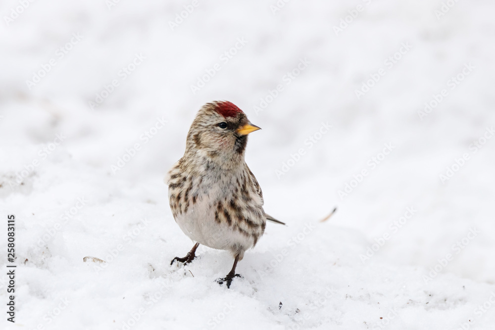 Common redpoll acanthis flammea female on snow. Cute little white brown finch songbird. Bird in wildlife. Common redpoll acanthis flammea female on snow. Cute little white brown finch songbird. Bird in wildlife.