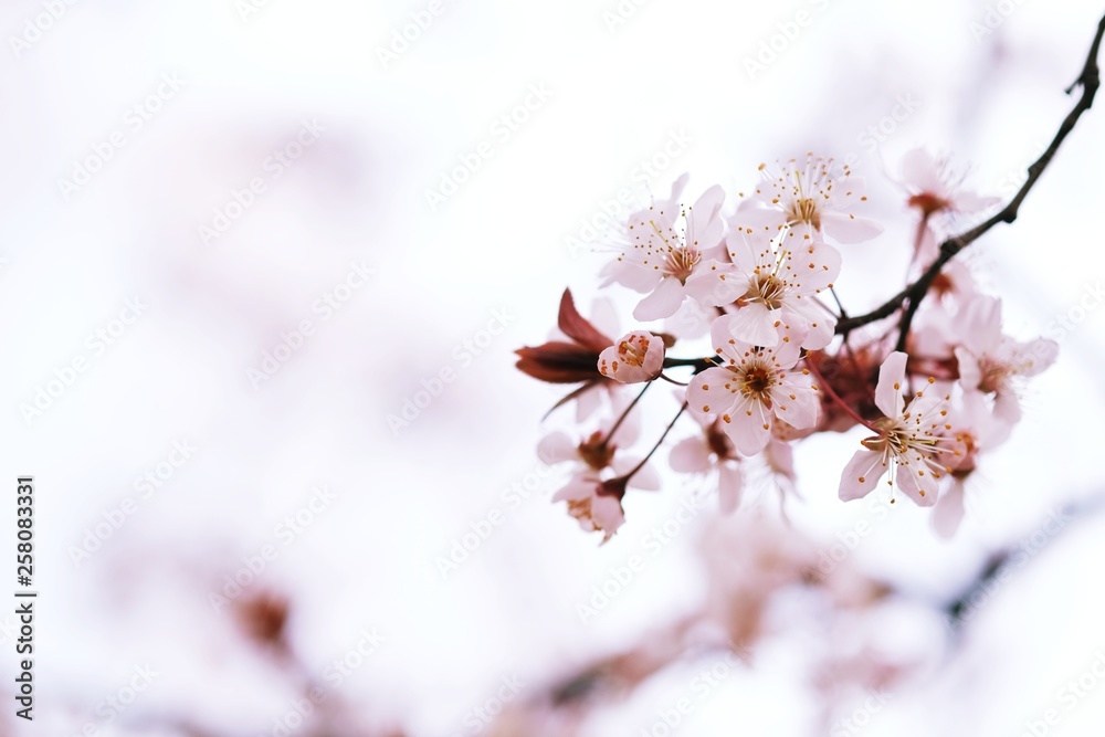 Cherry Blossom or Sakura flower on nature background. Cherry Blossom or Sakura flower on nature background.