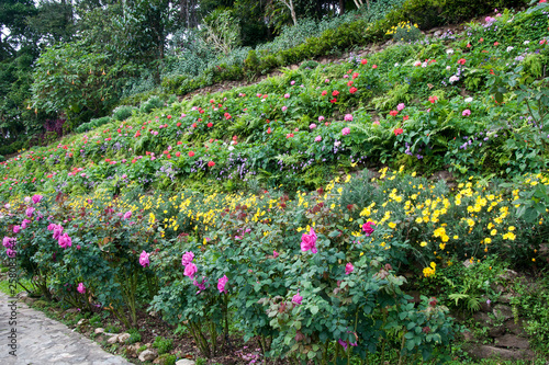 Fototapeta Naklejka Na Ścianę i Meble -  Chiang Mai Thailand, tiered flowerbed in mae fah luang garden