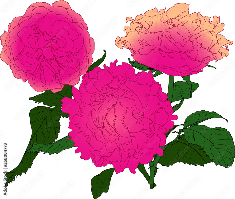 isolated three pink rose bunch sketch