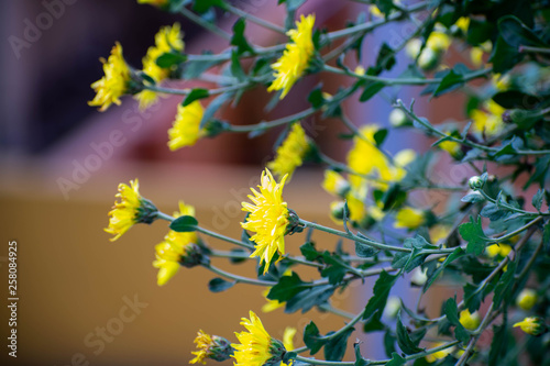 yellow flowers on a tree