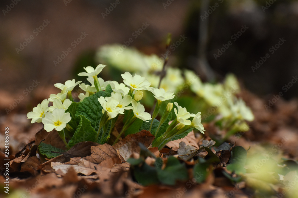 Primrose flowers (Primula vulgaris) in forest in spring. Herbal Medicine, plant from which is made cough syrup Primrose flowers (Primula vulgaris) in forest in spring. Herbal Medicine, plant from which is made cough syrup