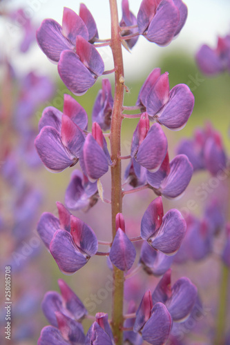 A lupine flower macro