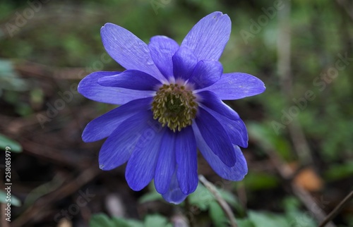 blue Anemone blanda