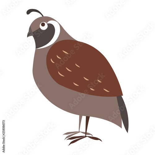 Funny cuty brown california quail vector sticker or icon isolated on white. Wild partridge bird illustration outlined with dotted line for game counters, kids books