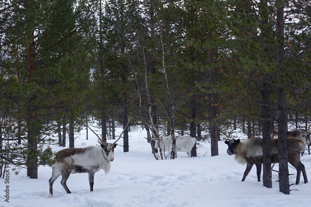Russia; Reindeers in the forest of Lapland Russia; Reindeers in the forest of Lapland