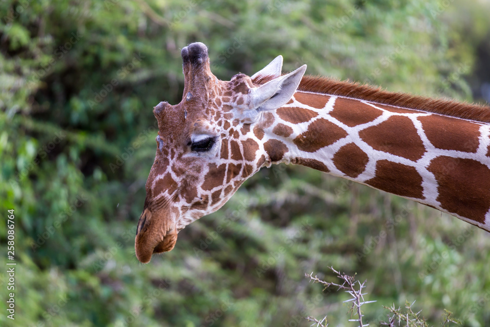 The face of a giraffe in close-up The face of a giraffe in close-up