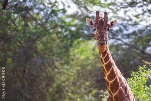 Photography A giraffe stands between the acacia trees