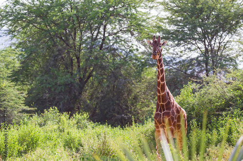 Photography A giraffe stands between the acacia trees