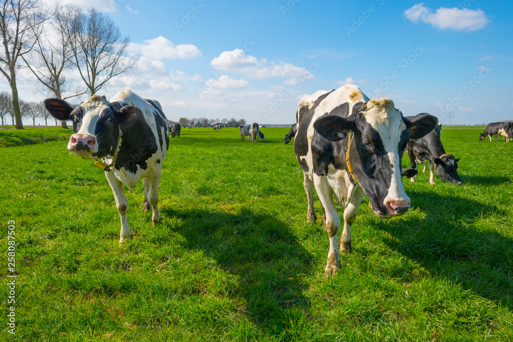 Herd of cows in a green meadow below a blue sky in sunlight in spring Herd of cows in a green meadow below a blue sky in sunlight in spring