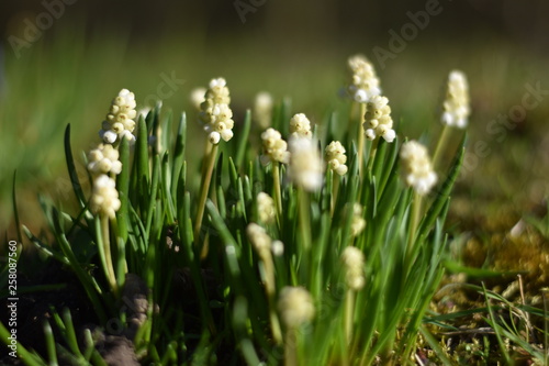 Weiße Traubenhyazinthen (Muscari botryoides var. alba) photo