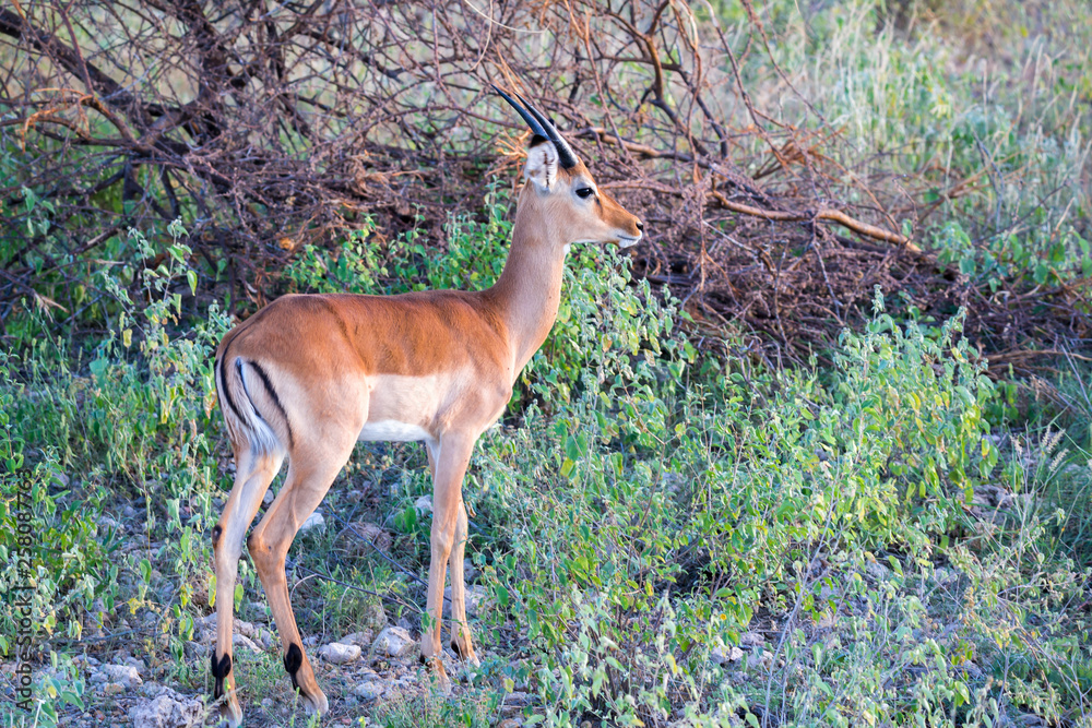 Native species of antelope in the meadow Native species of antelope in the meadow