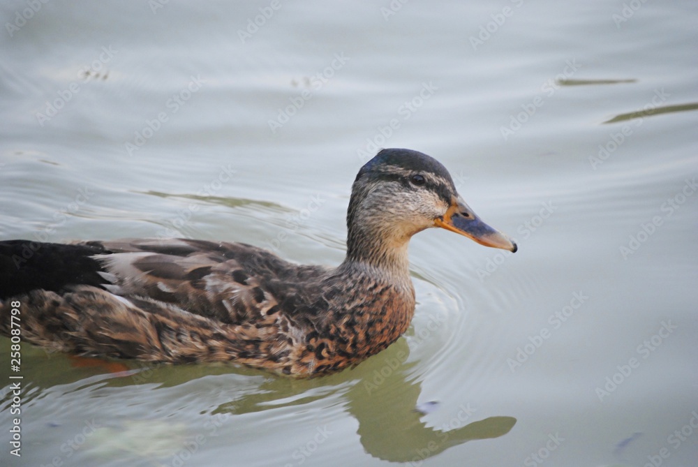 Canard Canard