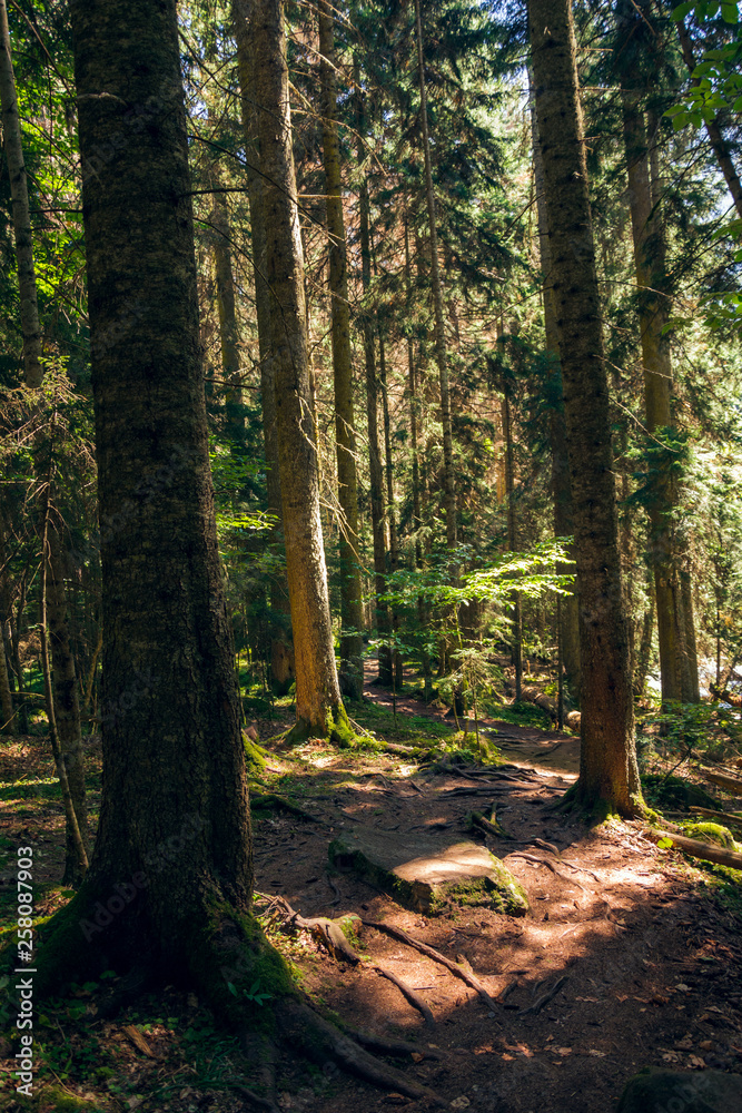 Obraz premium Footpath in the forest of the Caucasian mountains in the vicinity of Dombai. Summer day.