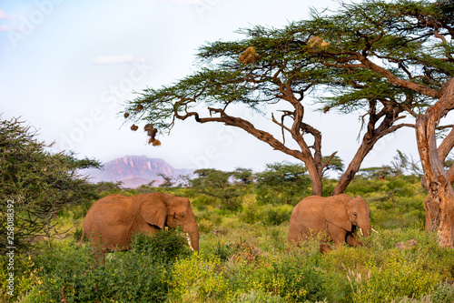 An elephant family goes through the bushes photo