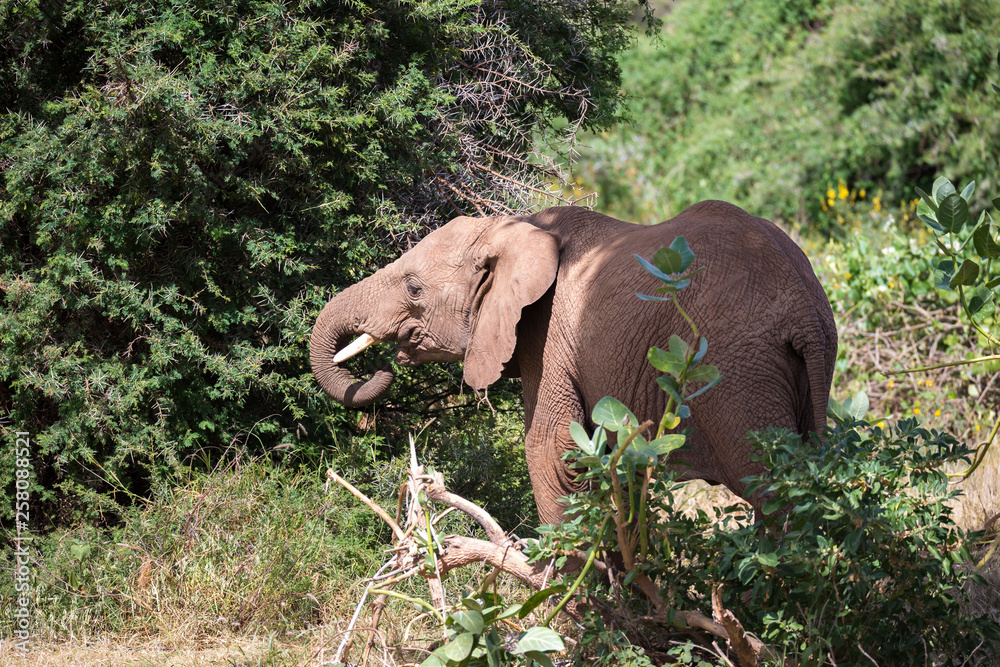 Fototapeta premium An elephant family goes through the bushes