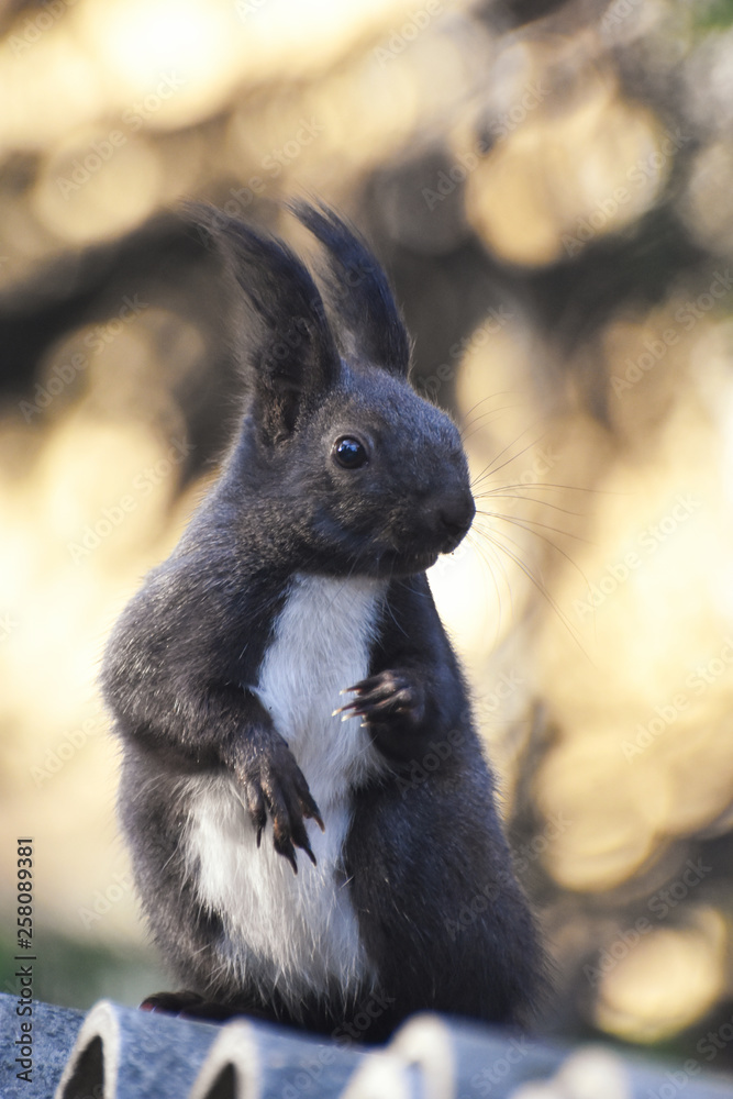 Fototapeta premium Squirrel, European squirrel close up. Little dark squirrel with a furry ears