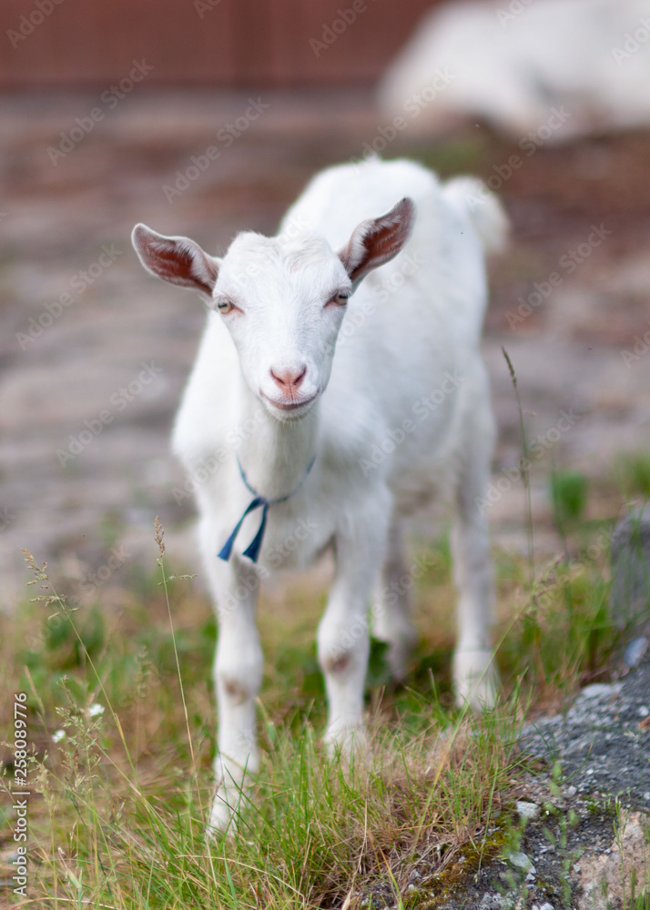 Goat. Portrait of a goat on a farm in the village. Beautiful goat posing. Goat. Portrait of a goat on a farm in the village. Beautiful goat posing.