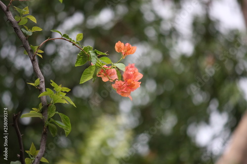 Orange Bougainville flower