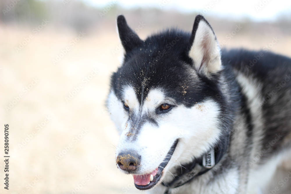 Black and white Husky walks in nature. Portrait of a dog. Details Black and white Husky walks in nature. Portrait of a dog. Details