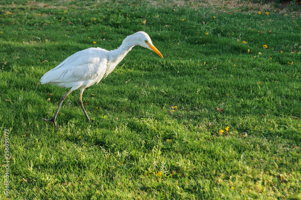 a white bird with a yellow beak goes on the grass