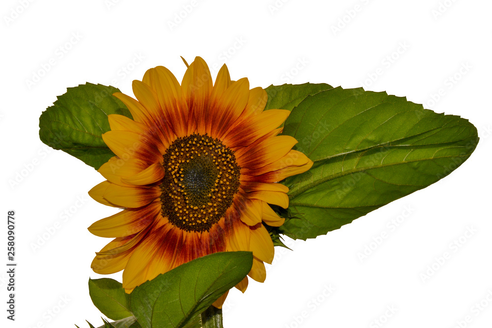 bright sunflower with green leaf on white isolated background