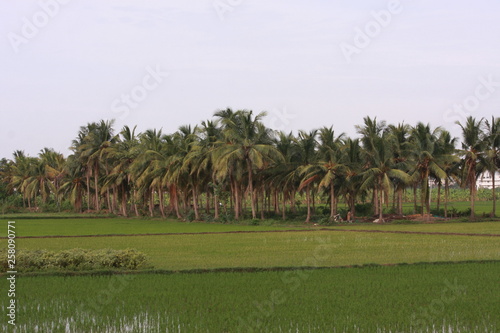 Agriculture farm