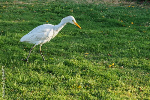 Obraz na płótnie a white bird with a yellow beak goes on the grass w salonie