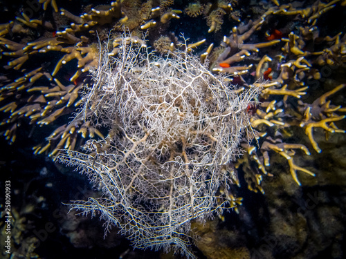 Corals at the bottom of the sea. 