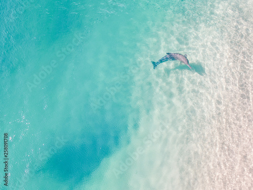Photography Dolphin