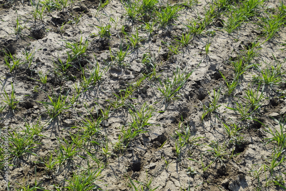 The field of winter wheat, making root dressing seedlings The field of winter wheat, making root dressing seedlings