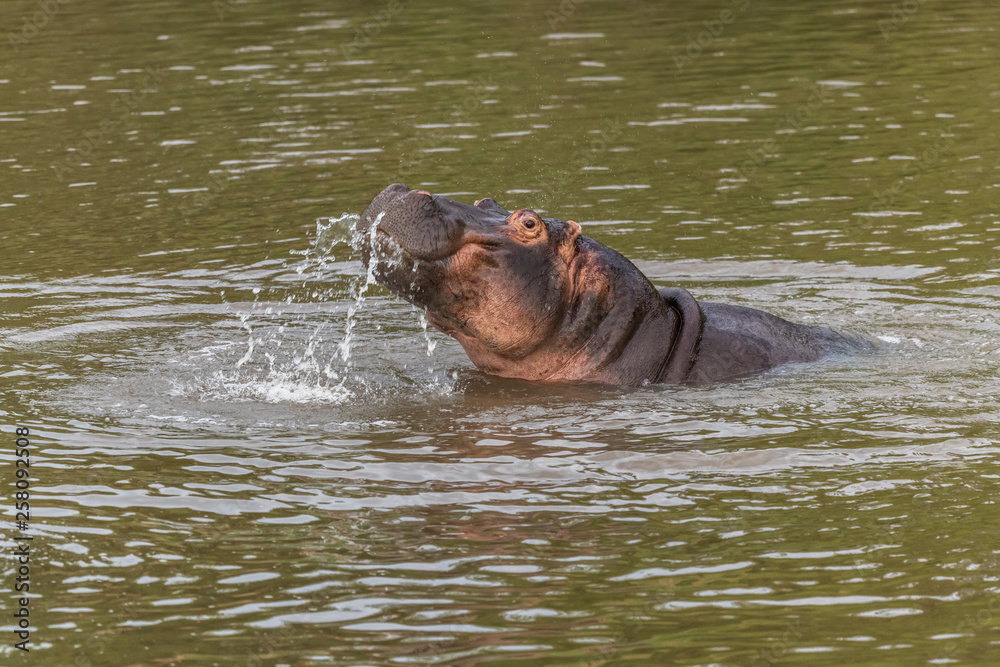 Nearly submerged hippotomus in blue water yawns wide open, showing all its teeth, facing mostly towards the camera, Ngorongoro Conservation Area, Tanzania Nearly submerged hippotomus in blue water yawns wide open, showing all its teeth, facing mostly towards the camera, Ngorongoro Conservation Area, Tanzania