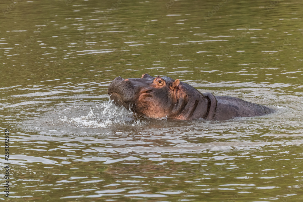 Nearly submerged hippotomus in blue water yawns wide open, showing all its teeth, facing mostly towards the camera, Ngorongoro Conservation Area, Tanzania Nearly submerged hippotomus in blue water yawns wide open, showing all its teeth, facing mostly towards the camera, Ngorongoro Conservation Area, Tanzania