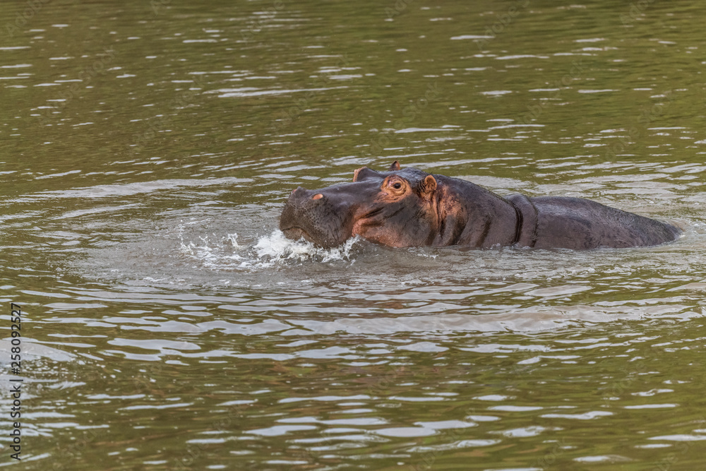 Fototapeta premium Nearly submerged hippotomus in blue water yawns wide open, showing all its teeth, facing mostly towards the camera, Ngorongoro Conservation Area, Tanzania