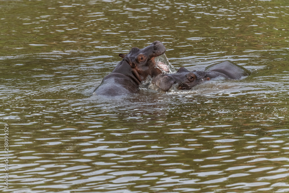 Nearly submerged hippotomus in blue water yawns wide open, showing all its teeth, facing mostly towards the camera, Ngorongoro Conservation Area, Tanzania Nearly submerged hippotomus in blue water yawns wide open, showing all its teeth, facing mostly towards the camera, Ngorongoro Conservation Area, Tanzania