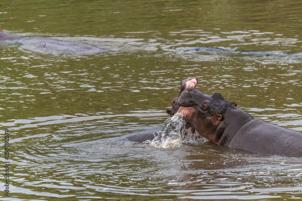 Nearly submerged hippotomus in blue water yawns wide open, showing all its teeth, facing mostly towards the camera, Ngorongoro Conservation Area, Tanzania Nearly submerged hippotomus in blue water yawns wide open, showing all its teeth, facing mostly towards the camera, Ngorongoro Conservation Area, Tanzania