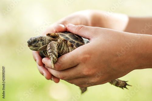 Turtle on the hands of a little boy
