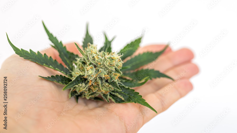 Cannabis cone marijuana buds. White background