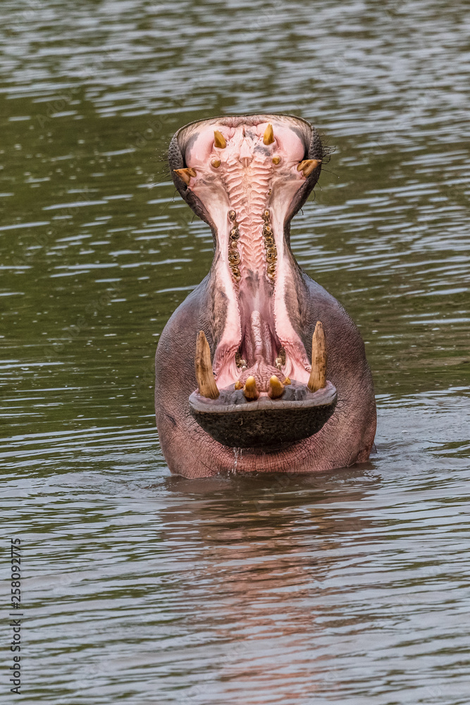 Fototapeta premium Nearly submerged hippotomus in blue water yawns wide open, showing all its teeth, facing mostly towards the camera, Ngorongoro Conservation Area, Tanzania