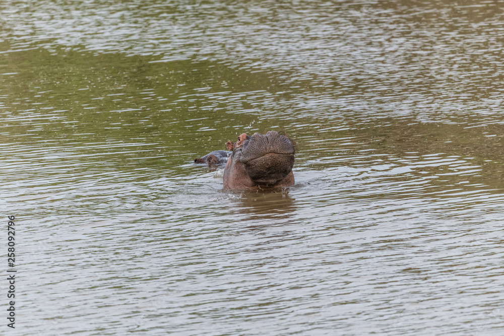 Fototapeta premium Nearly submerged hippotomus in blue water yawns wide open, showing all its teeth, facing mostly towards the camera, Ngorongoro Conservation Area, Tanzania