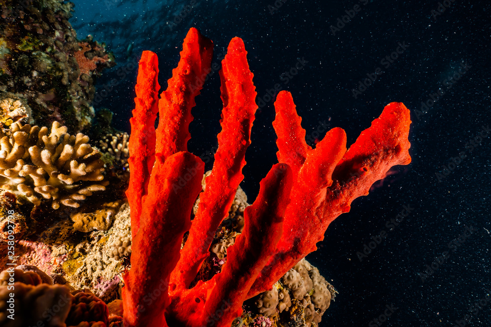 Fototapeta premium Coral reefs and water plants in the Red Sea, Eilat Israel