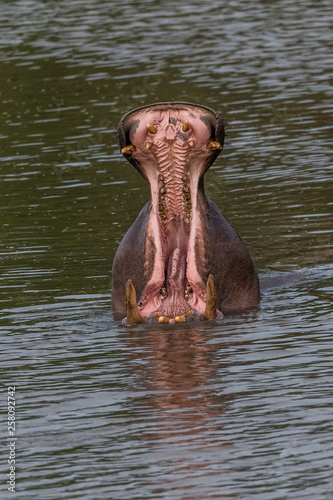 Nearly submerged hippotomus in blue water yawns wide open, showing all its teeth, facing mostly towards the camera, Ngorongoro Conservation Area, Tanzania