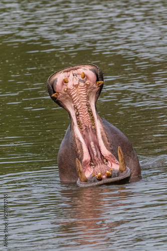Nearly submerged hippotomus in blue water yawns wide open, showing all its teeth, facing mostly towards the camera, Ngorongoro Conservation Area, Tanzania