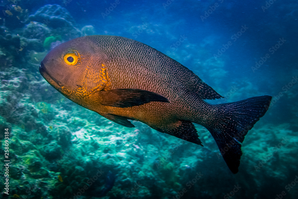 Tropical reef fish