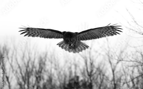Great grey owl (Strix nebulosa) with wings spread out flies at sunset as he hunts in the winter snow in Canada