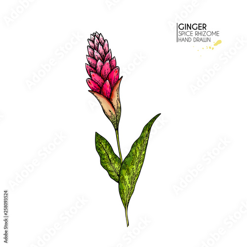 Hand drawn ginger flower. Vector colored engraved illustration. Spicy rhizhome vegetable. Food ingredient, aromatherapy, cooking. For cosmetic package design, medicinal herb, treating, healthcare.