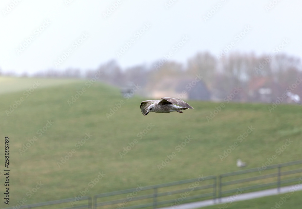 Fototapeta premium Mit dem Wind