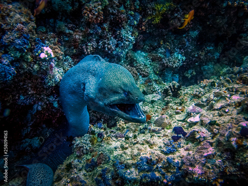 Giant Moray Eel (Gymnothorax javanicus)  photo